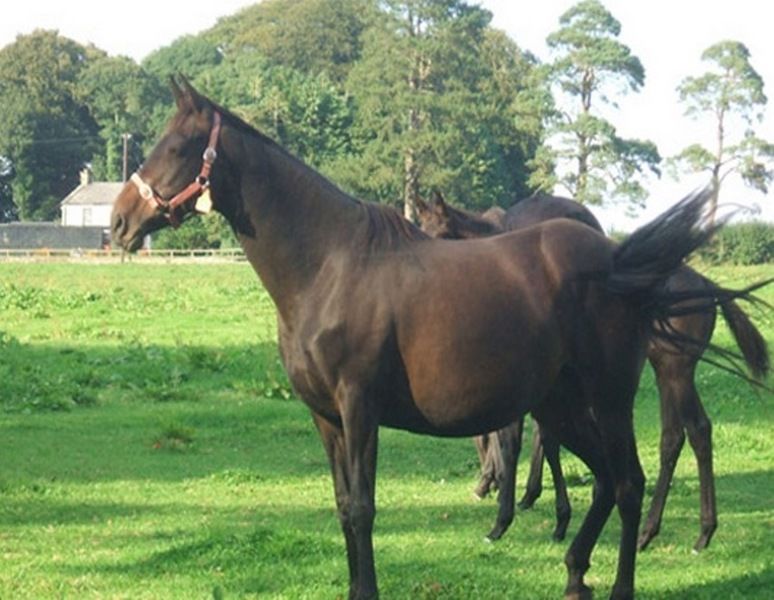 Cloncarlin House Bed and Breakfast Monasterevin Buitenkant foto
