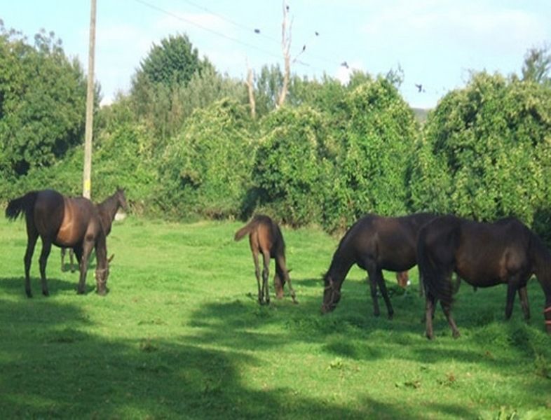 Cloncarlin House Bed and Breakfast Monasterevin Buitenkant foto